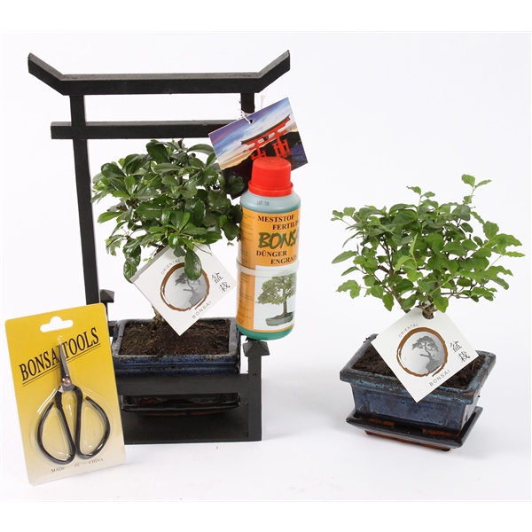 <h4>Bonsai Mixed Starterkit ø12cm in Torii with Scissor/Fertilizer</h4>