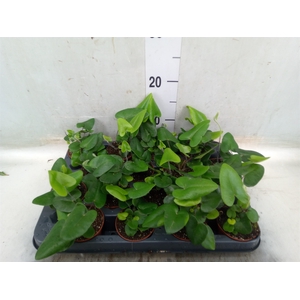 Hemionitis arifolia