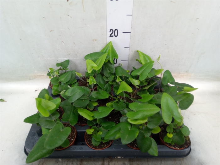 <h4>Hemionitis arifolia</h4>