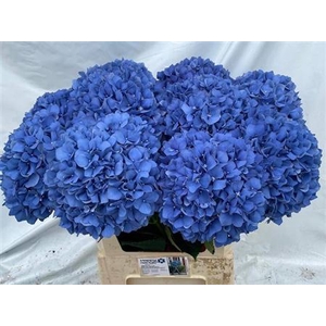 Hydr M Ch Pimpernel 80cm