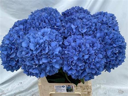 <h4>Hydr M Ch Pimpernel 80cm</h4>