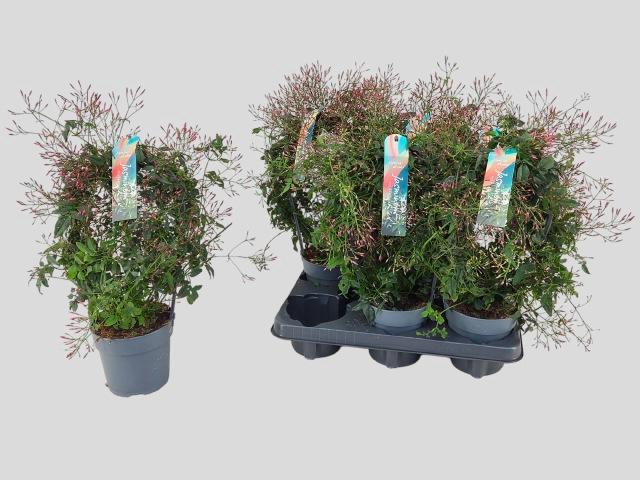 <h4>JASM POLYANTHUM RZ</h4>