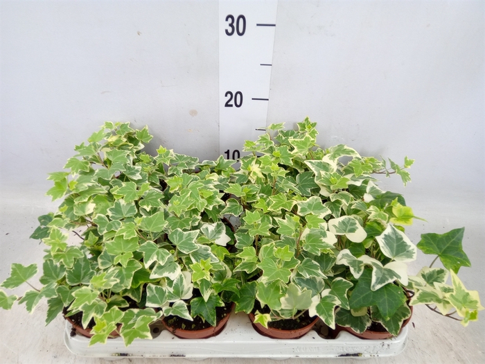 <h4>Hedera helix 'Eva'</h4>