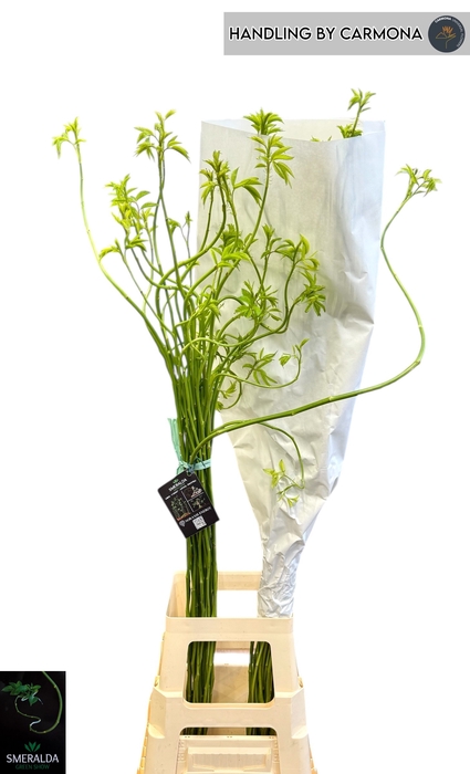 <h4>ROSA  SMERALDA G S</h4>