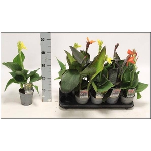 CANNA CANNOVA GEM