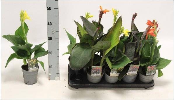 <h4>CANNA CANNOVA GEM</h4>