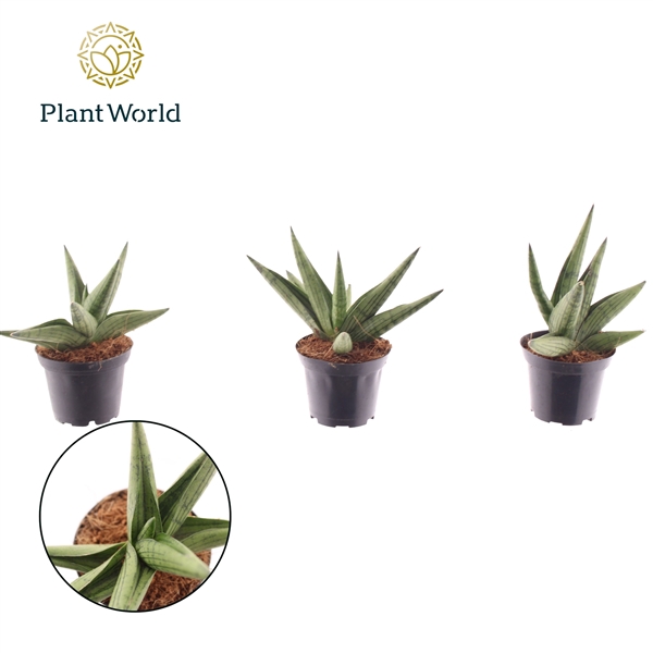 <h4>Sansevieria 'Helios Dwarf' P7</h4>