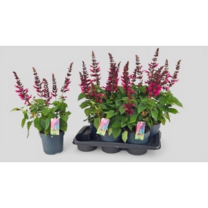 SALVIA  LAKE FLAMING