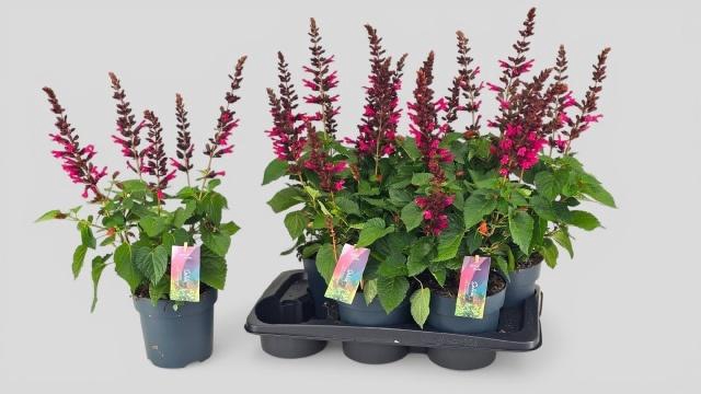 <h4>SALVIA  LAKE FLAMING</h4>