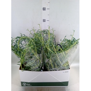 Senecio   ...