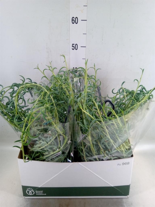 <h4>Senecio   ...</h4>