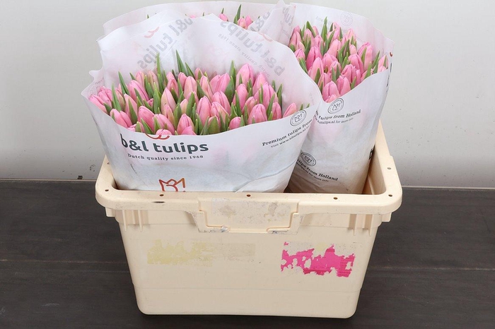 <h4>Tu En Aafke</h4>