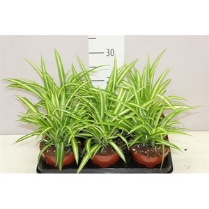 Chlorophytum Co Variegatum
