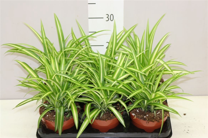 <h4>Chlorophytum Co Variegatum</h4>