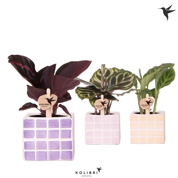 <h4>Kolibri Greens Calathea mix in Mosa pot pink mix</h4>