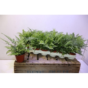 Athyrium Spicatum