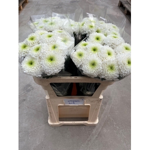 Chrysanten Chr G Pip Cherry