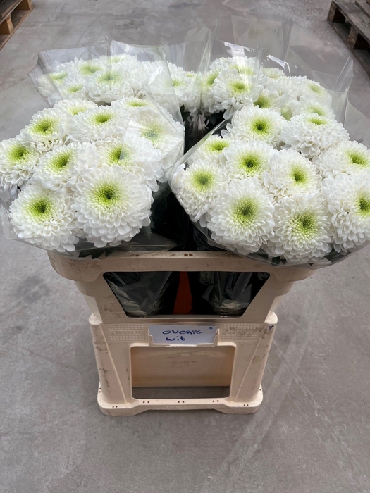 <h4>Chrysanten Chr G Pip Cherry</h4>