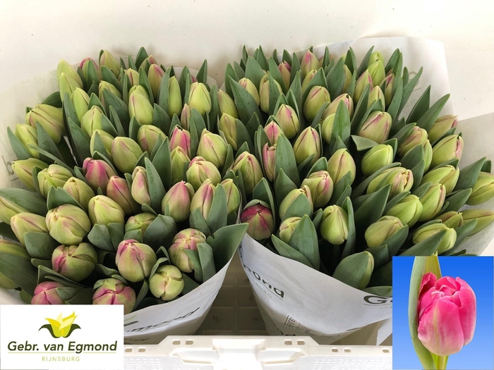 <h4>TU DU BRINDISI</h4>