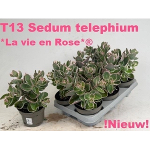 SEDUM TE VIE EN ROSE