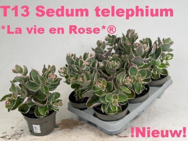 <h4>SEDUM TE VIE EN ROSE</h4>