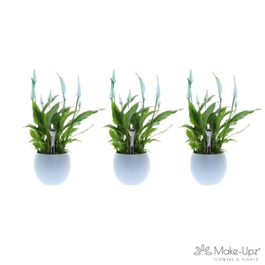 Spathiphyllum 13 cm Bellini Make Upz - Bolpot Blauw