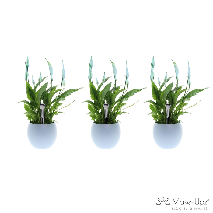 <h4>Spathiphyllum 13 cm Bellini Make Upz - Bolpot Blauw</h4>