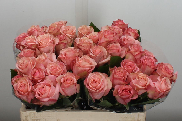 <h4>Rosa GR 'Aprikola'</h4>