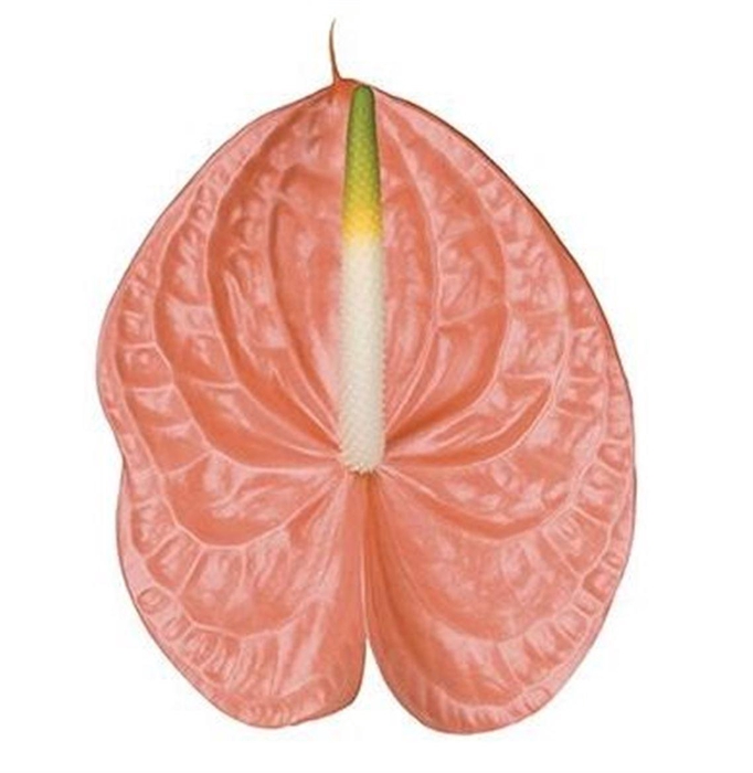<h4>Anth A Evita Pink</h4>