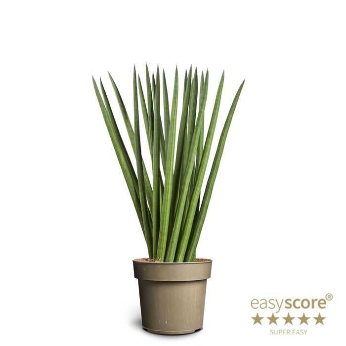 SANSEVIERIA CYLINDRICA P17 SPAGHETTI