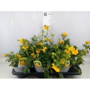 Geum chiloense