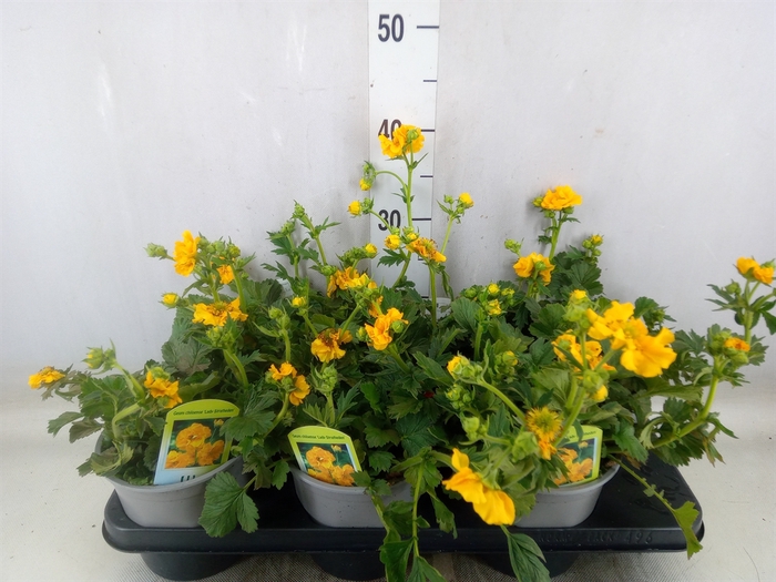 <h4>Geum chiloense</h4>