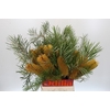 Banksia Collina