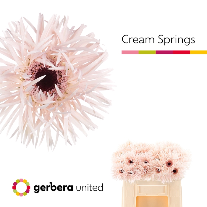 <h4>Gerbera cream springs</h4>