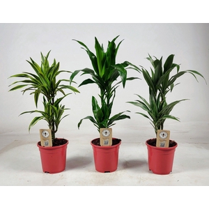 Dracaena mix 30-10 65cm