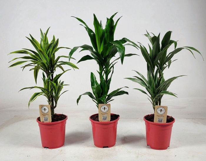 <h4>Dracaena mix 30-10 65cm</h4>