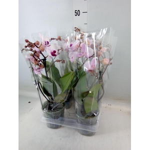 Phalaenopsis multi. 'FC Safe Haven'