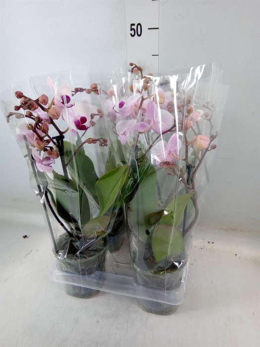 <h4>Phalaenopsis multi. 'FC Safe Haven'</h4>