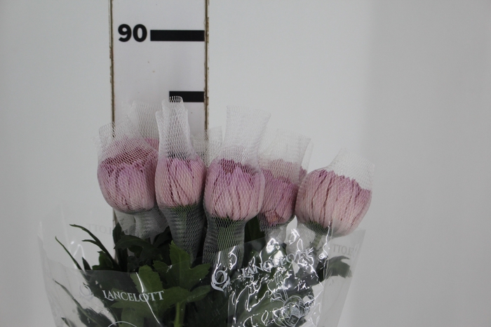 <h4>ANASTASIA BODA 080 CM</h4>