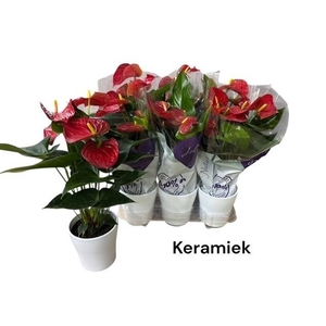 ARR ANTHURIUM