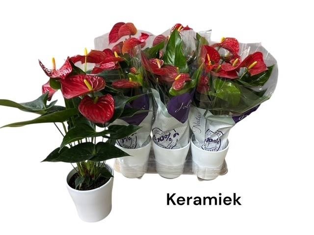 <h4>ARR ANTHURIUM</h4>