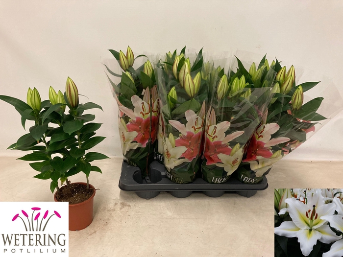 <h4>LIL OR SUNNY AZORES</h4>