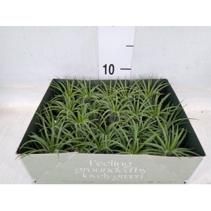 Tillandsia