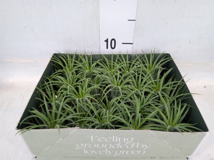 <h4>Tillandsia</h4>
