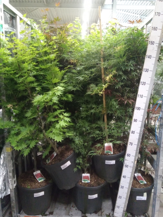 <h4>Acer palmatum</h4>