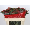 Hypericum True Romance Spray