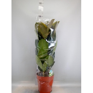 Ficus elastica 'Robusta'