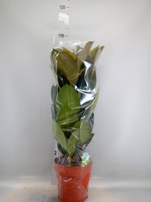 <h4>Ficus elastica 'Robusta'</h4>