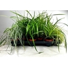 Carex mix