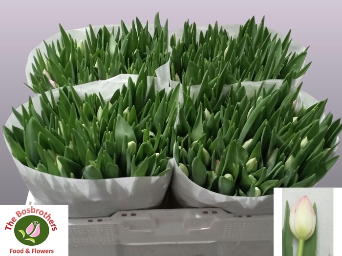 <h4>TU EN FIRST CLASS</h4>